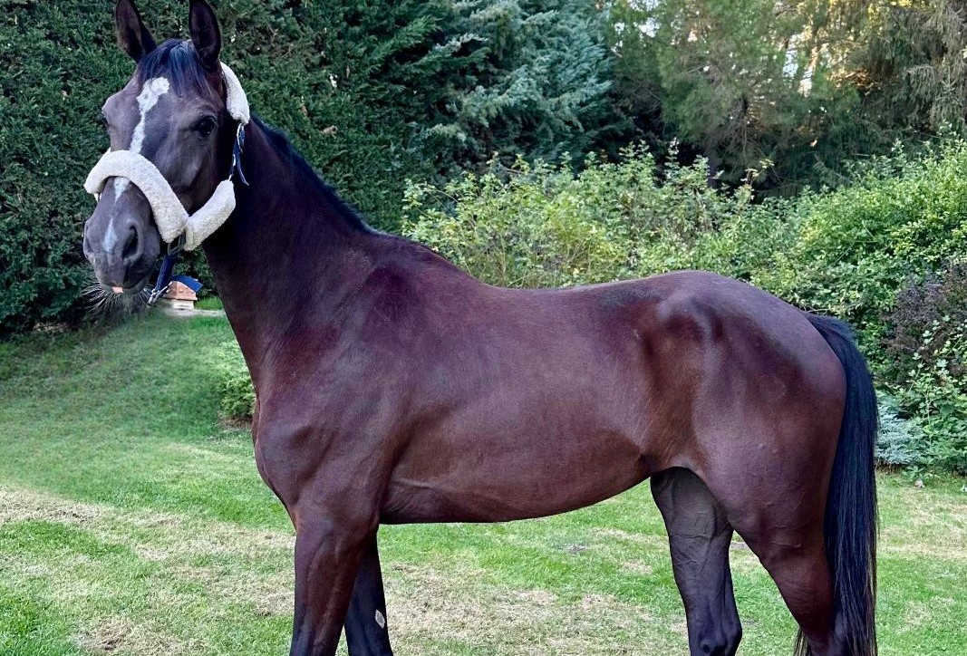 horse